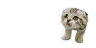 dancing_cat.gif